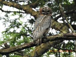 Image of Mottled Wood Owl