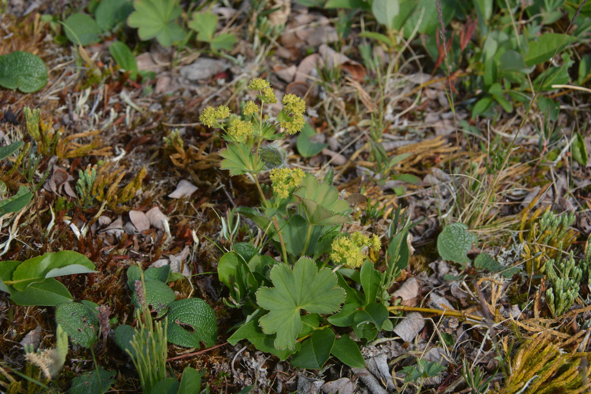 Plancia ëd Alchemilla murbeckiana Buser