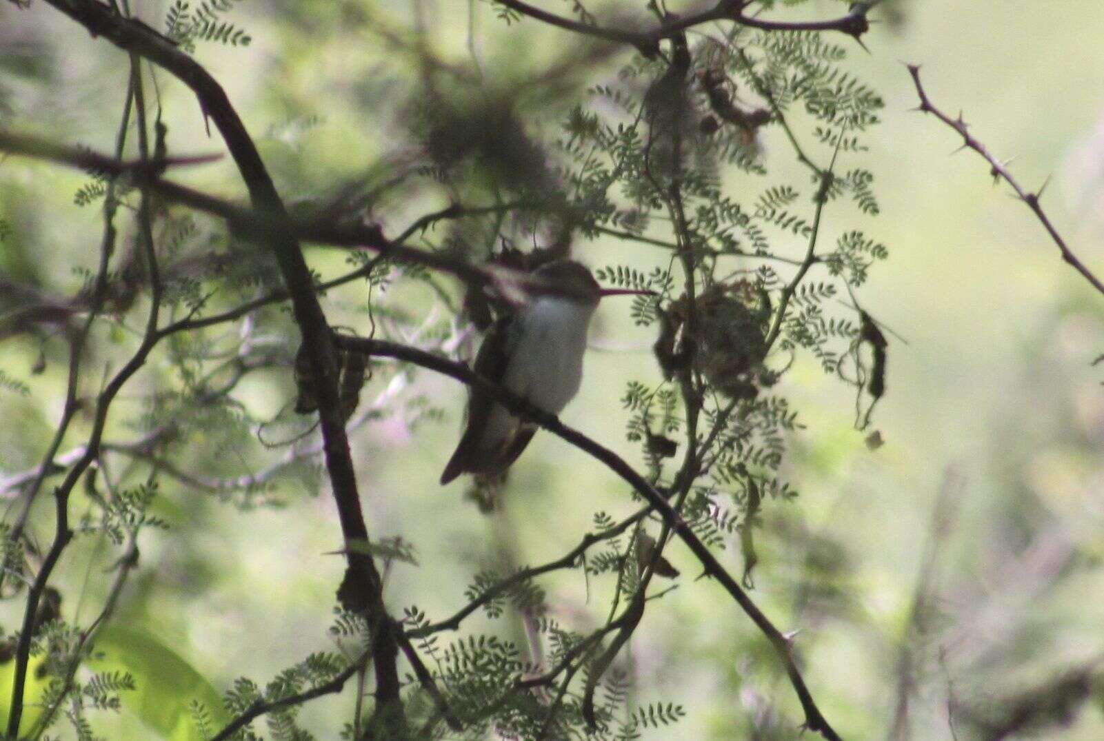 Plancia ëd Leucolia violiceps (Gould 1859)