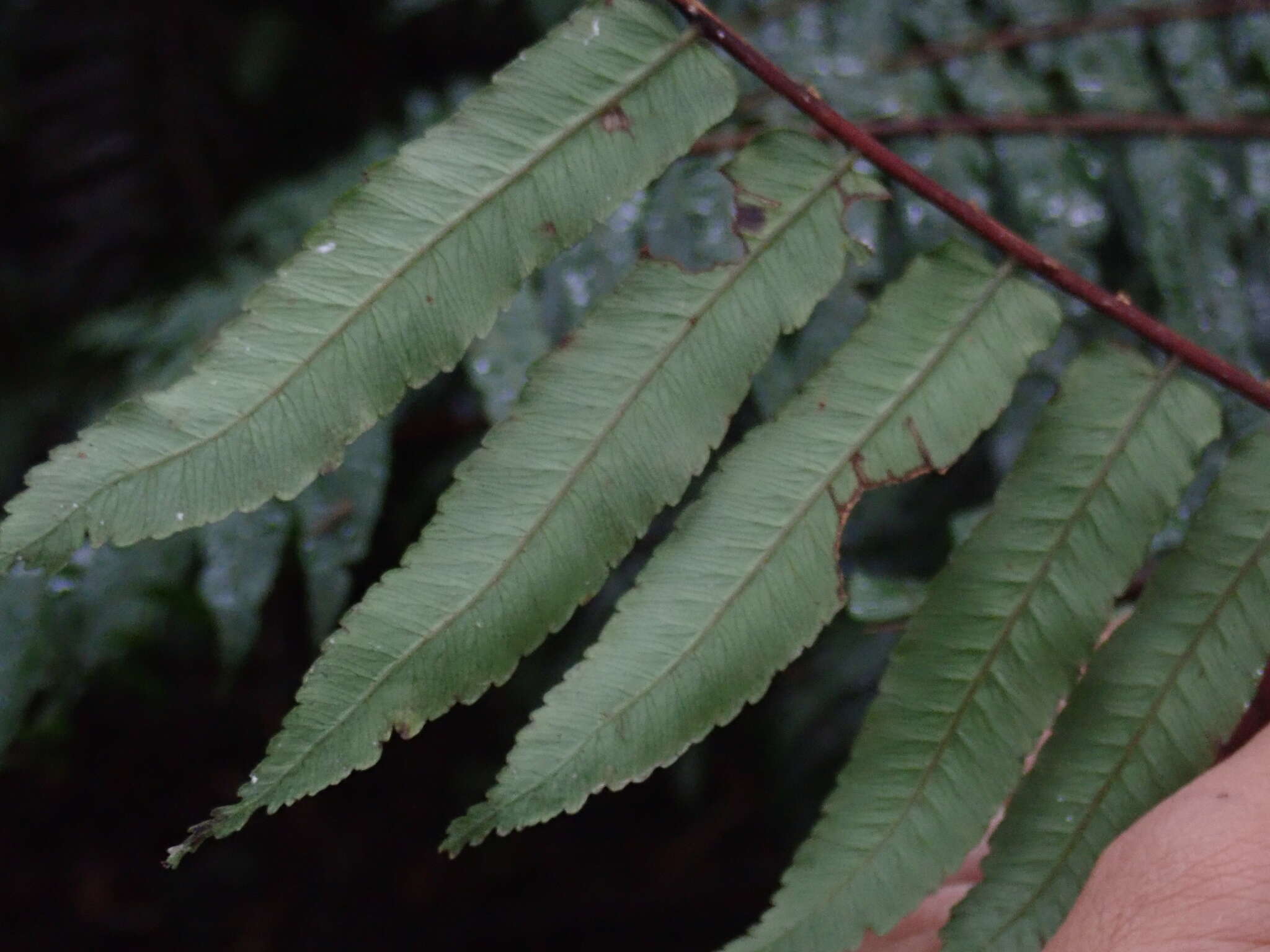 صورة Alsophila podophylla Hook.