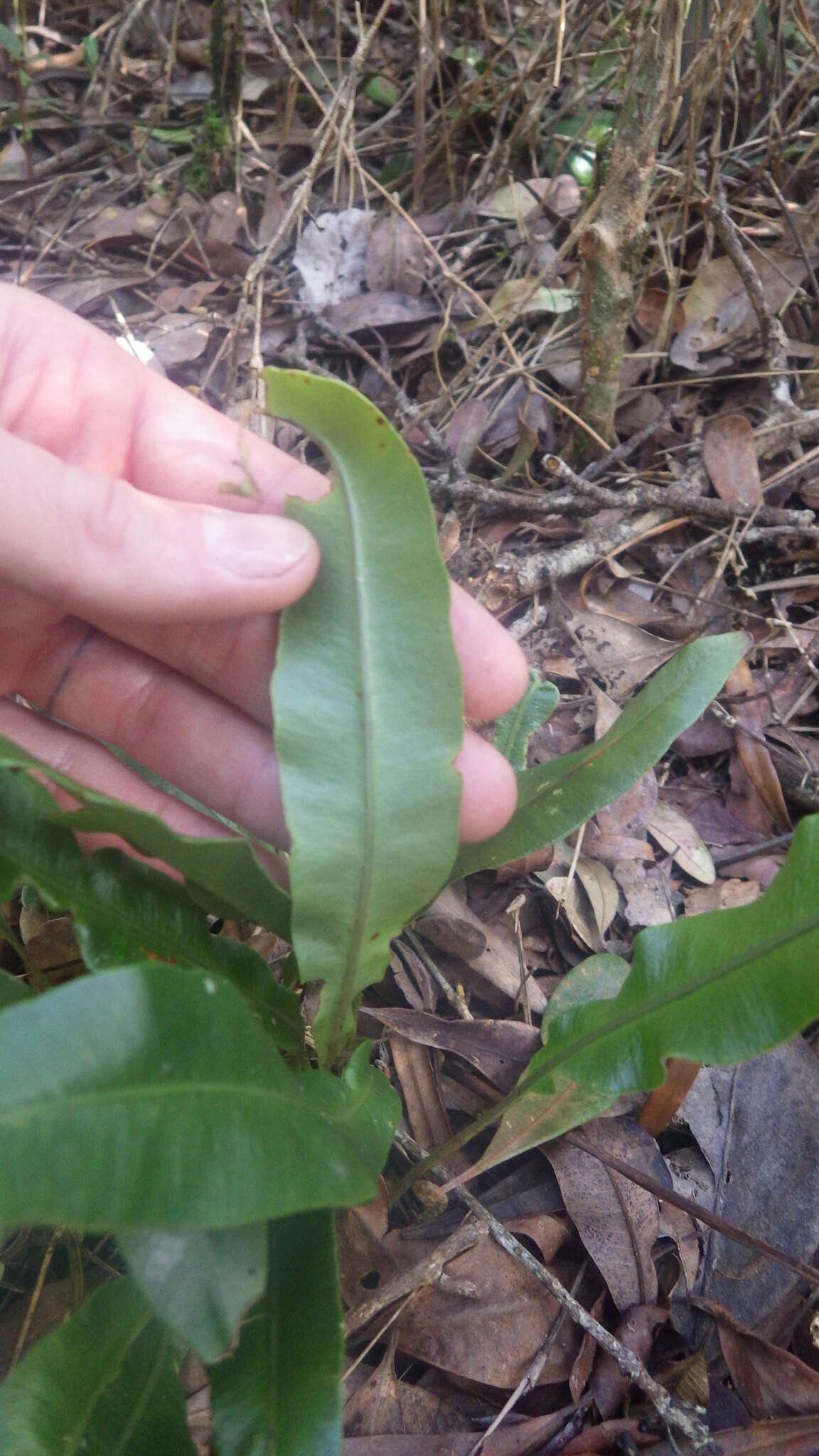 Plancia ëd Elaphoglossum conforme (Sw.) Schott