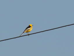 Image of Hodgson's Yellowheaded Wagtail