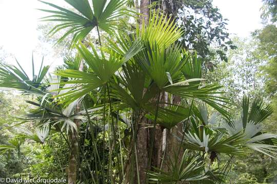 Image of Panama Hat Plant