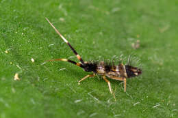 Image of hairy ground springtail