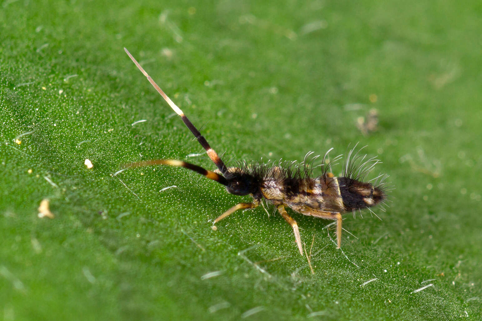 Image of hairy ground springtail