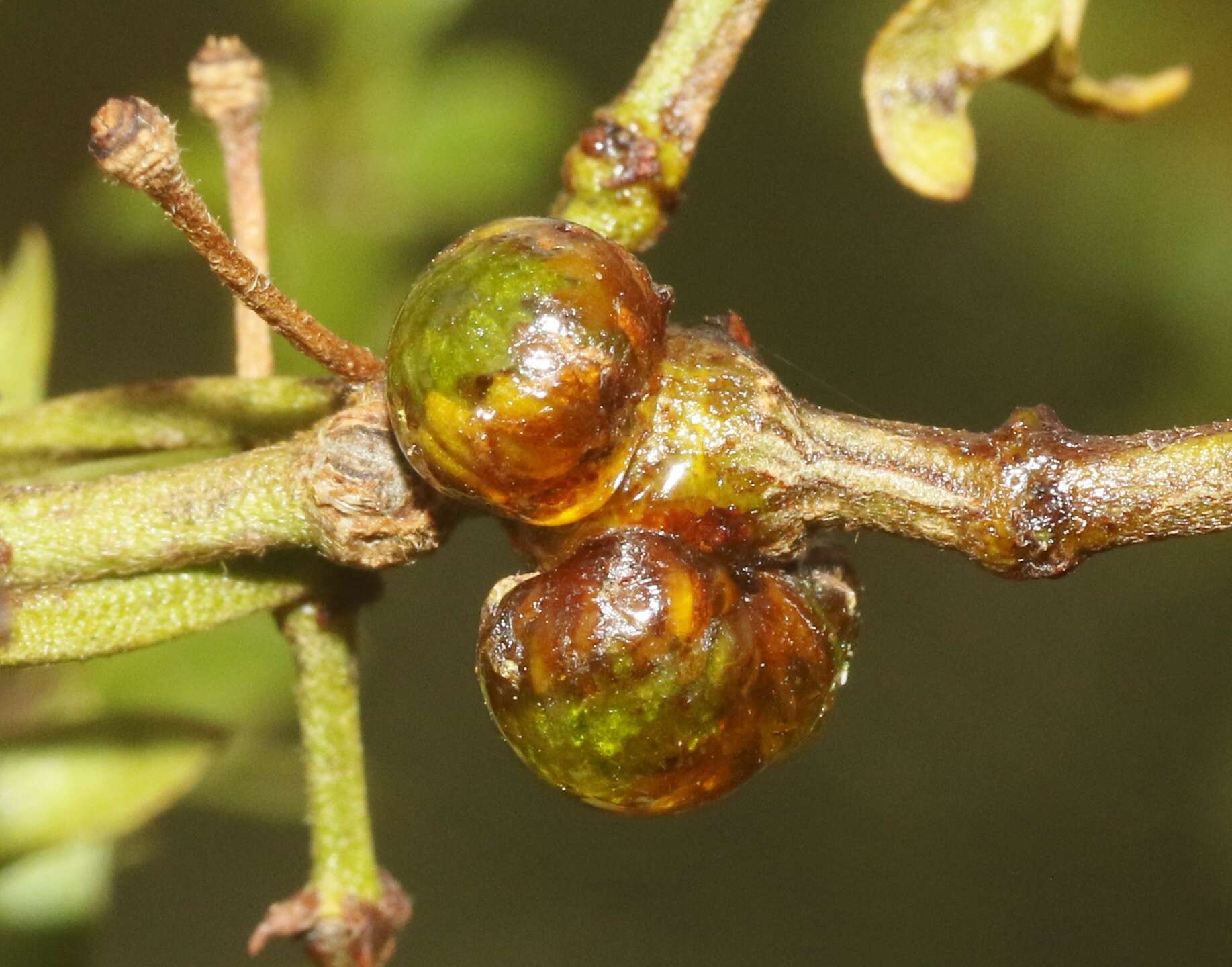 Plancia ëd Asphondylia resinosa Gagne 1990