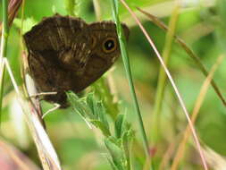 Image of Cercyonis pegala boopis Behr 1863