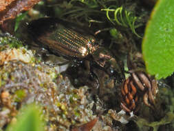 Bembidion (Princidium) punctulatum Drapiez 1820的圖片