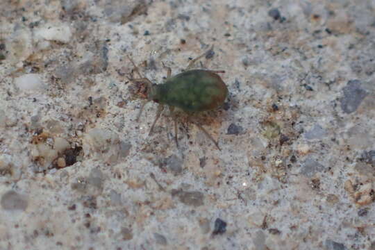 Image of Oat-birdcherry aphid