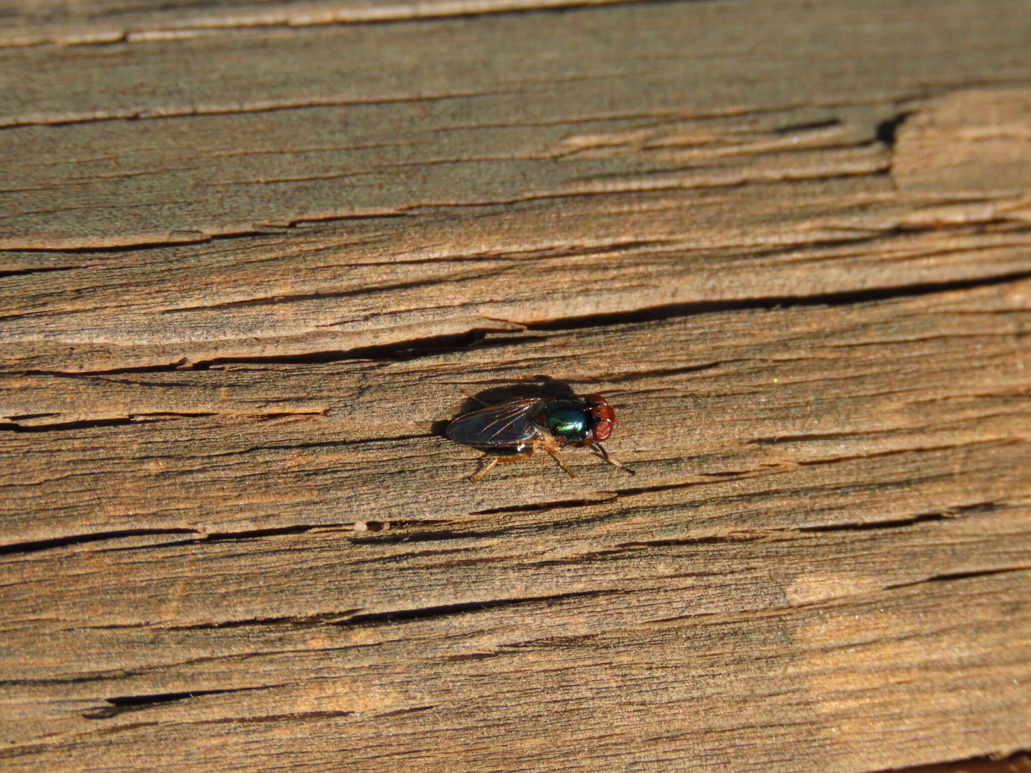 Image of Picture-winged fly