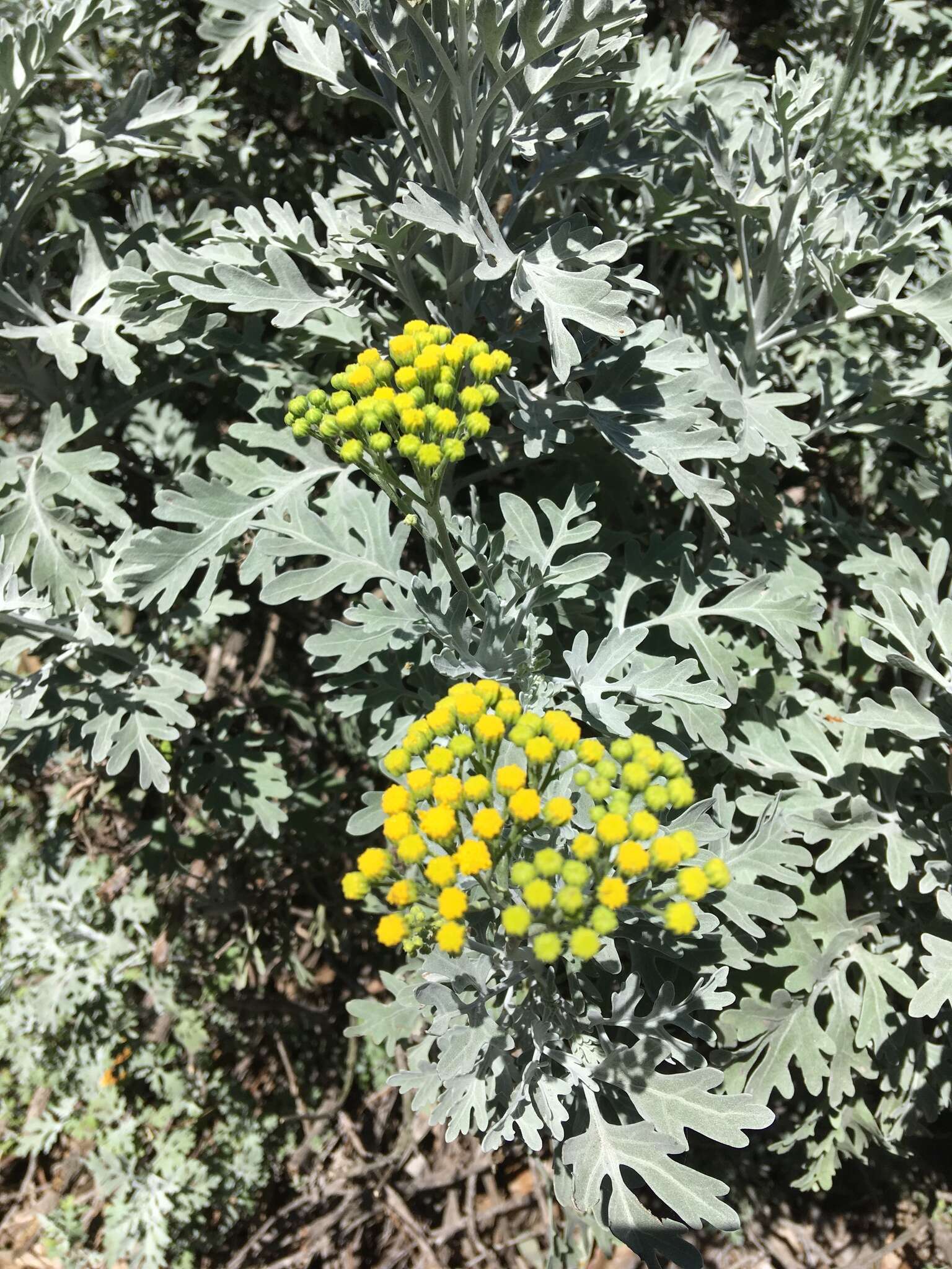 Image of woolly sunflower