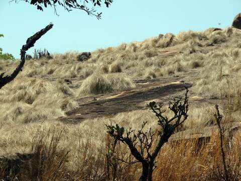 Image of Coleochloa