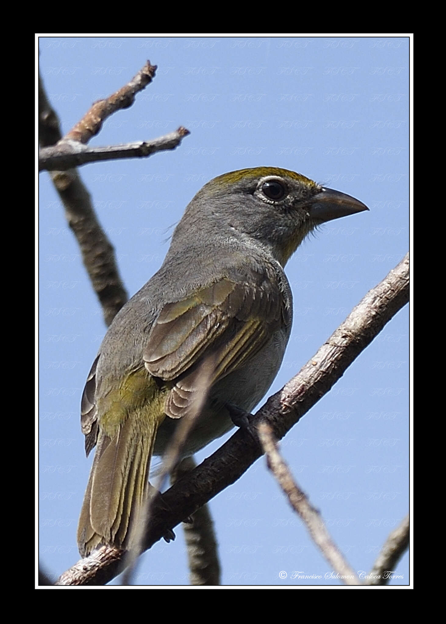 Image of Rose-throated Tanager