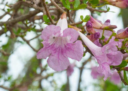 Image of Tabebuia myrtifolia (Griseb.) Britt.