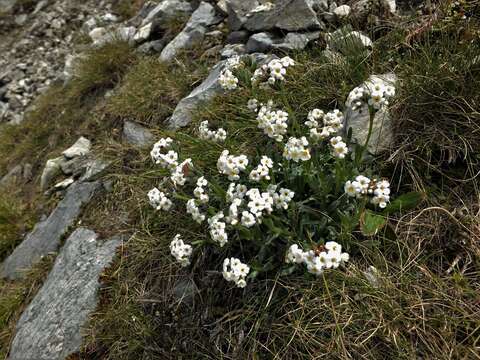 Imagem de Myosotis angustata Cheeseman