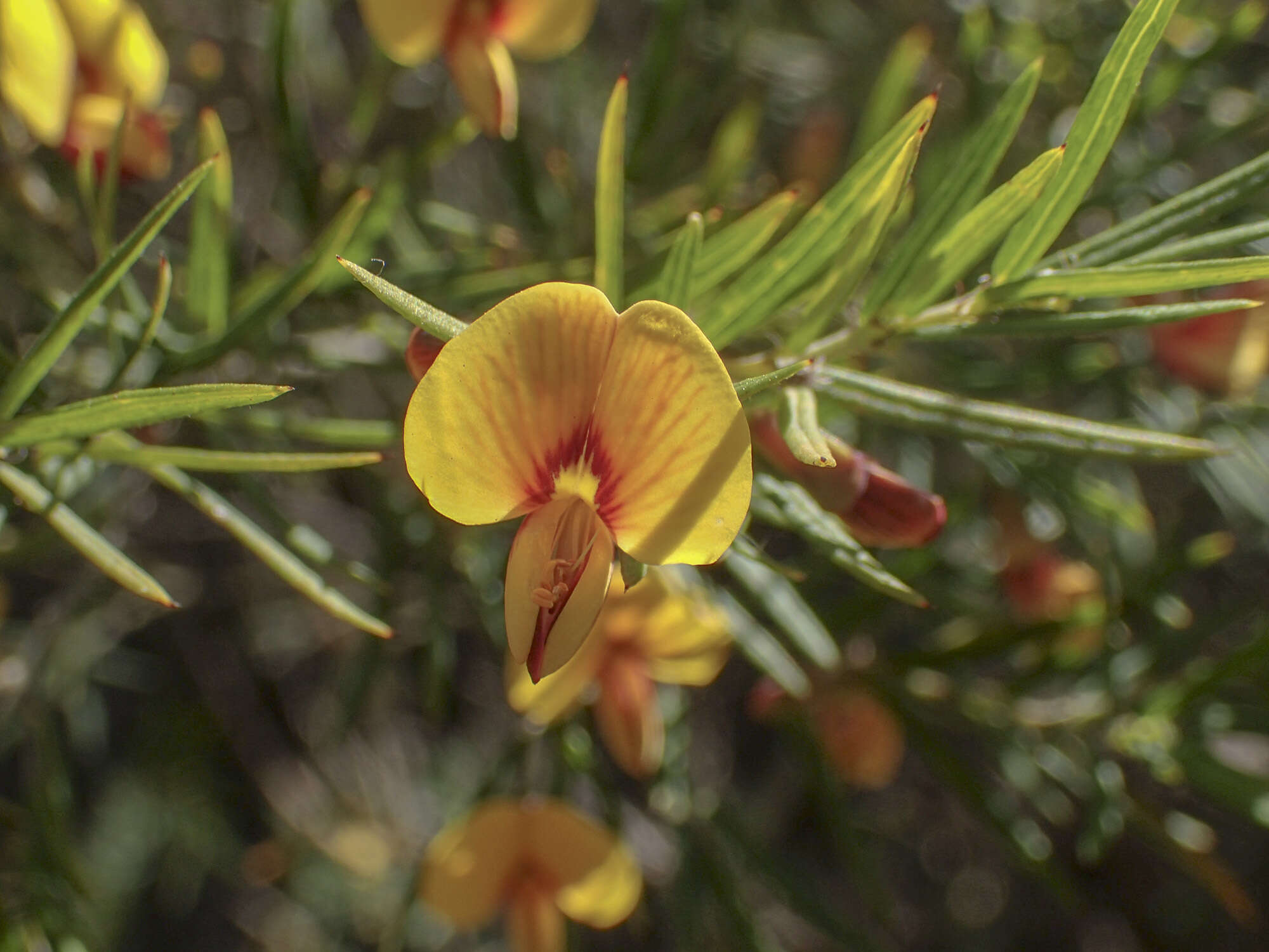 Plancia ëd Bossiaea rosmarinifolia Lindl.