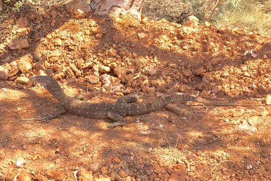 Image of Perentie