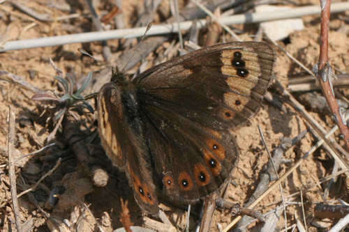 Erebia epistygne Hübner 1816 resmi