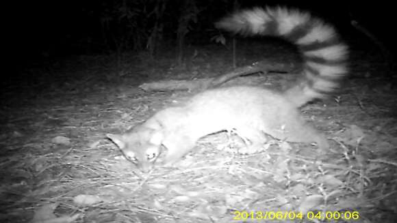 Image of Ringtail