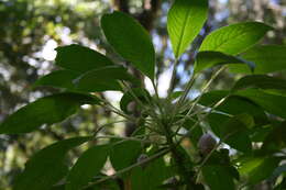 Image of Impatiens kerriae Craib