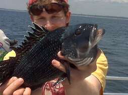 Image of Black Sea Bass