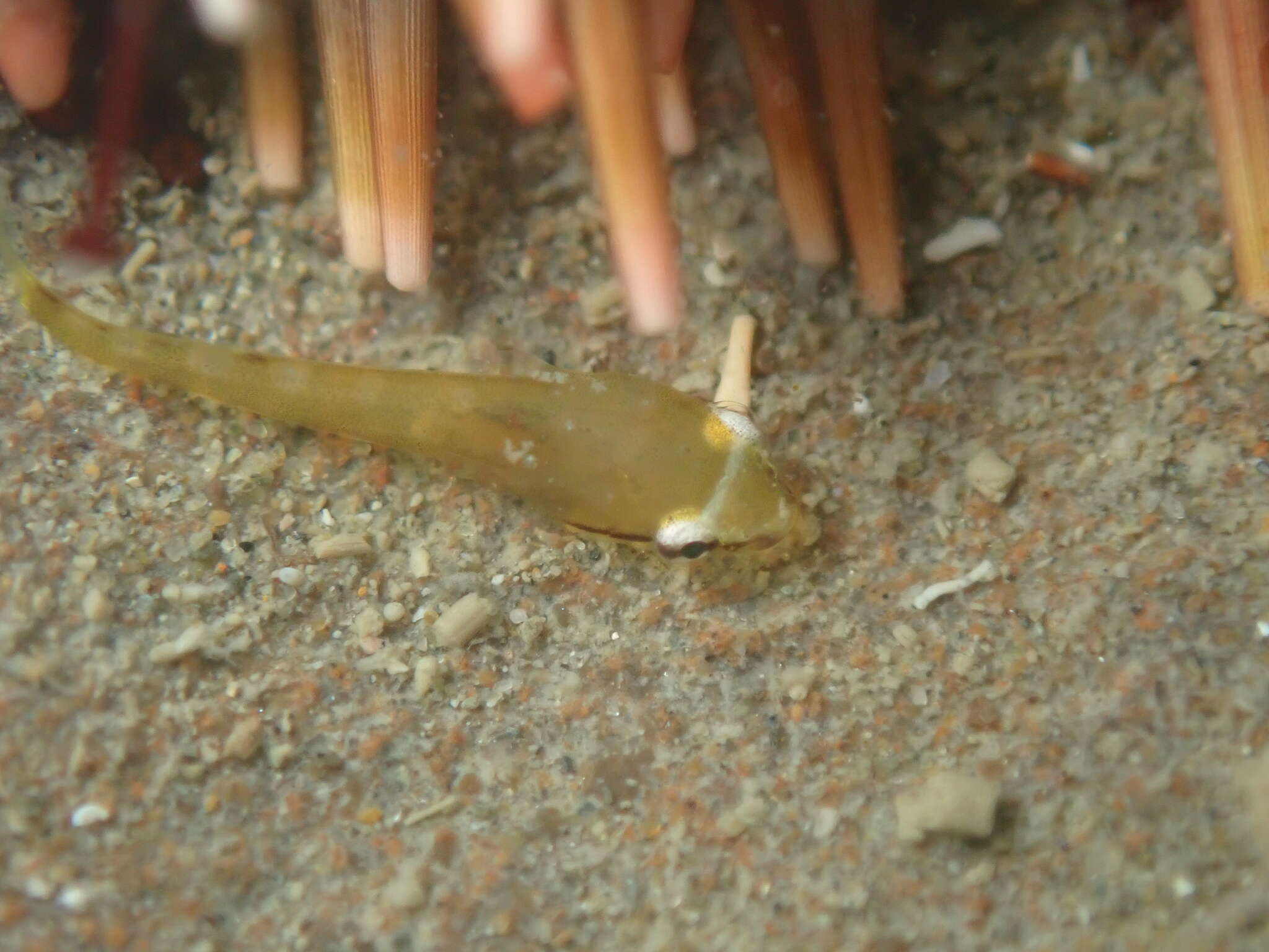 Image of Hector's clingfish