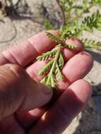 Image of Lake Huron tansy