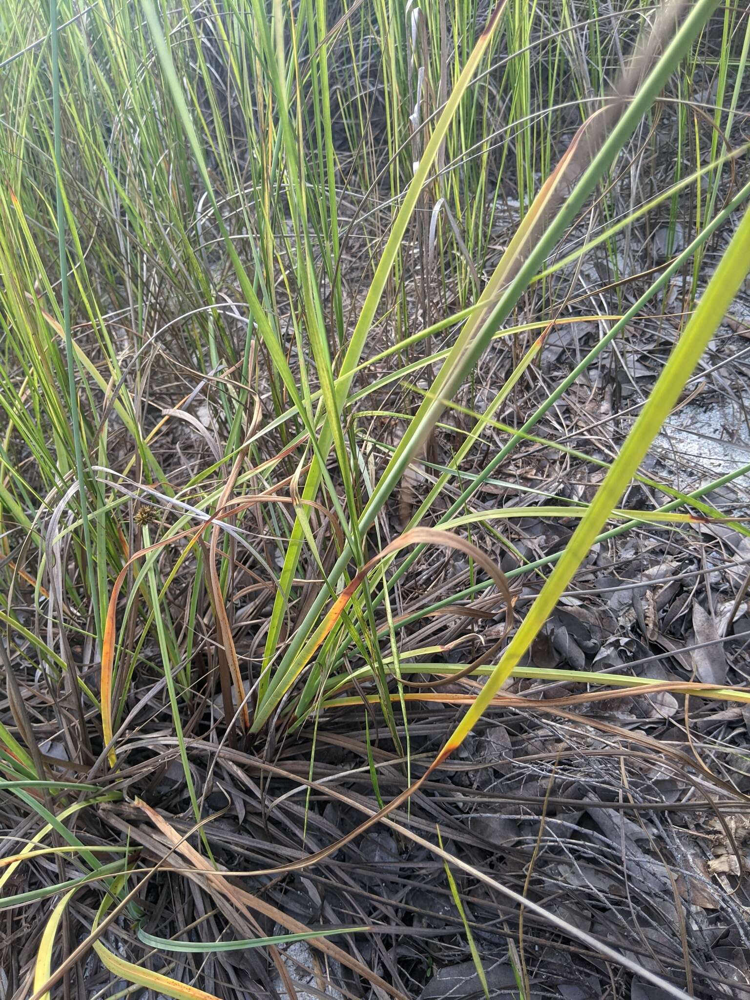 Image of coastal sedge