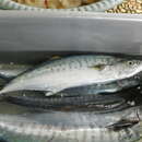 Image of Broad-banded Spanish mackerel