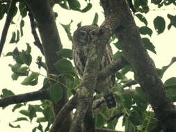 Image of Pearl-spotted Owlet