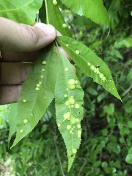 Phylloxera notabilis Pergande 1904的圖片