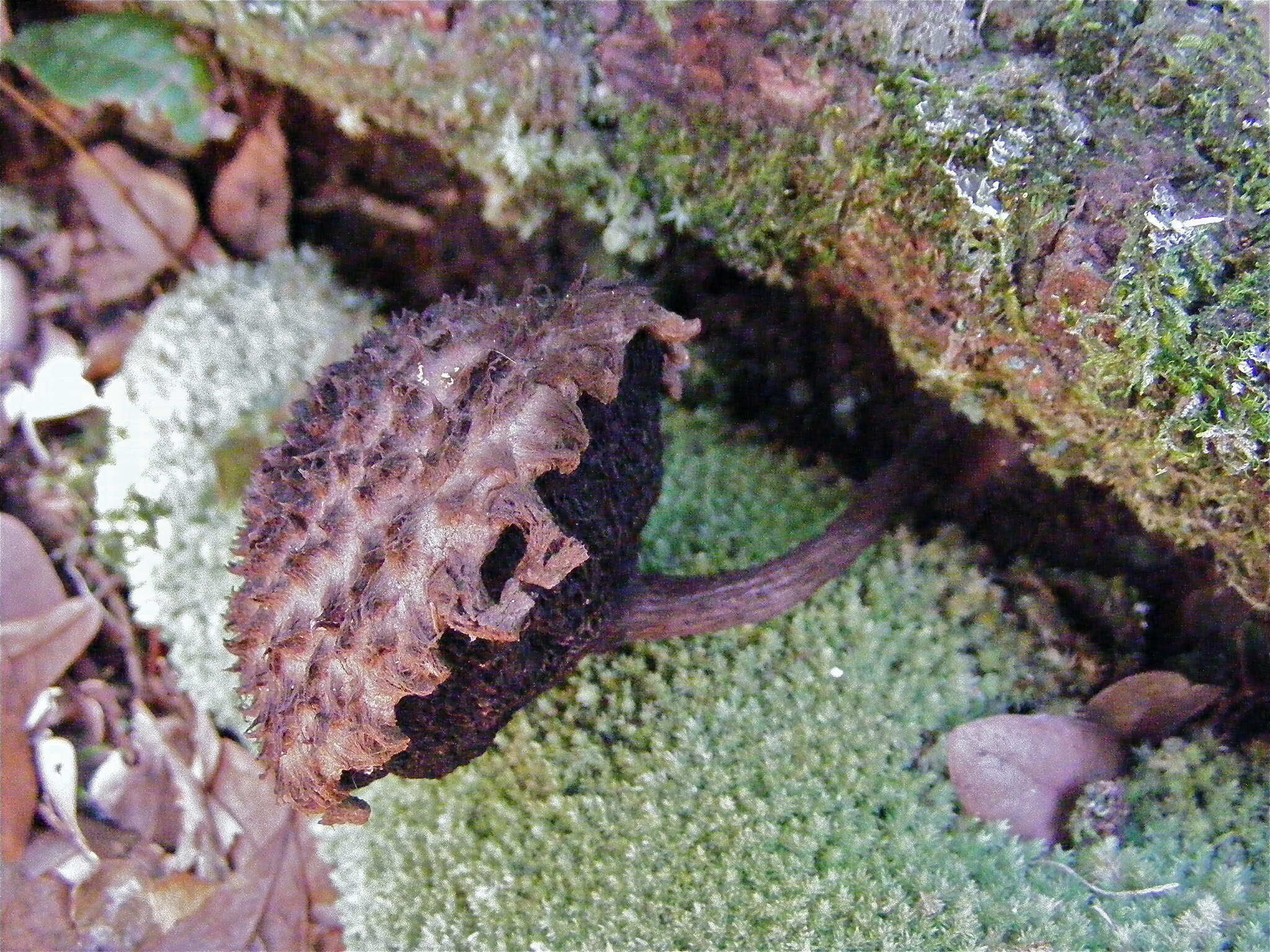 Image of Strobilomyces confusus Singer 1945