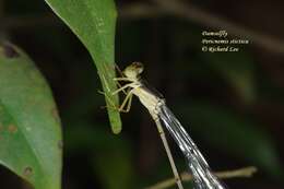 Imagem de Pericnemis stictica Hagen ex Selys 1863