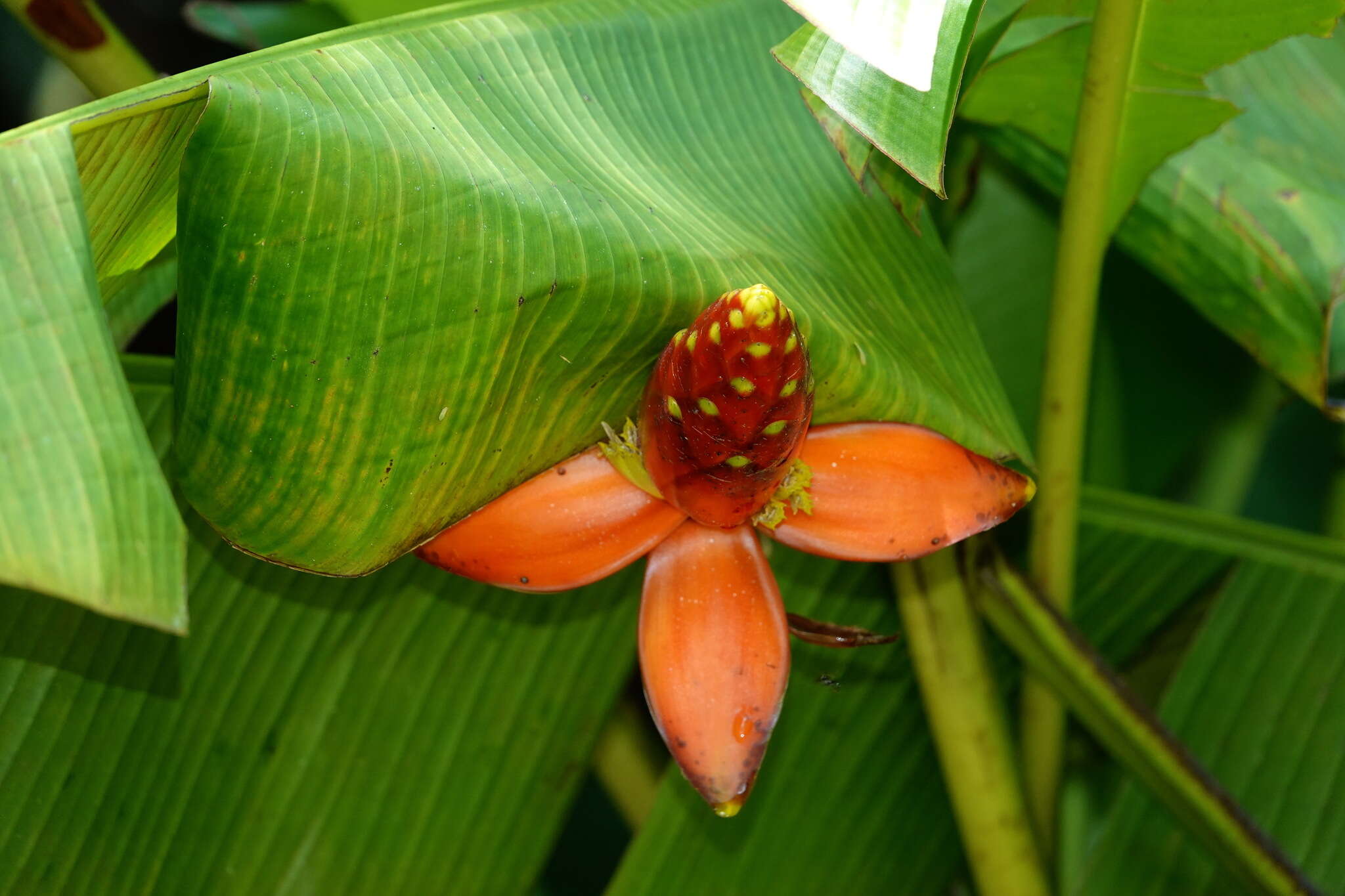 Image of Musa beccarii N. W. Simmonds