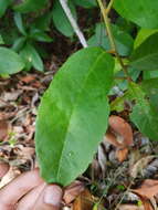 Image of Croton hostmannii Miq. ex Schltdl.