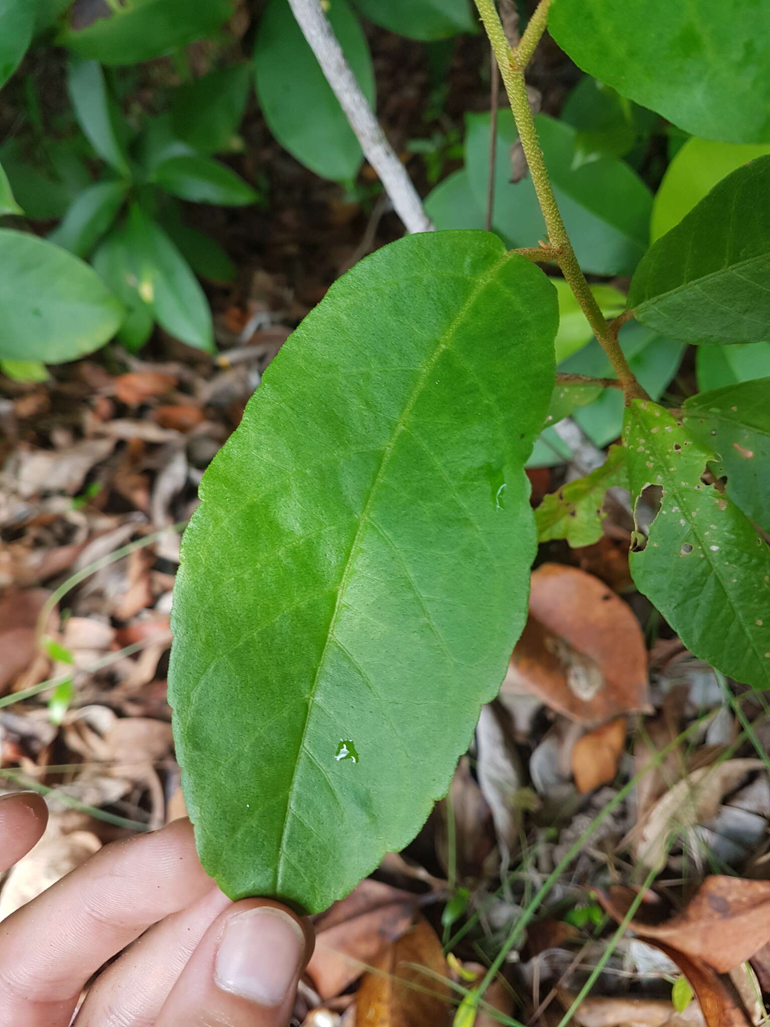 Image of Croton hostmannii Miq. ex Schltdl.