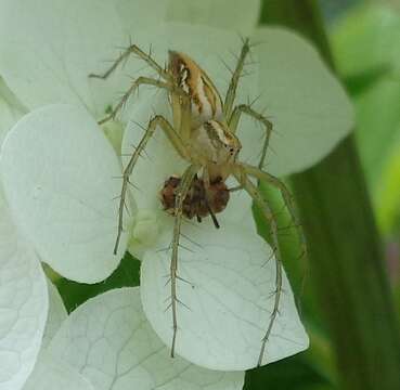 Image of Oxyopes heterophthalmus (Latreille 1804)