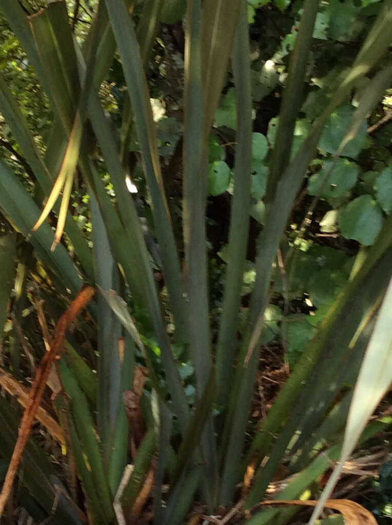 Image of New Zealand flax