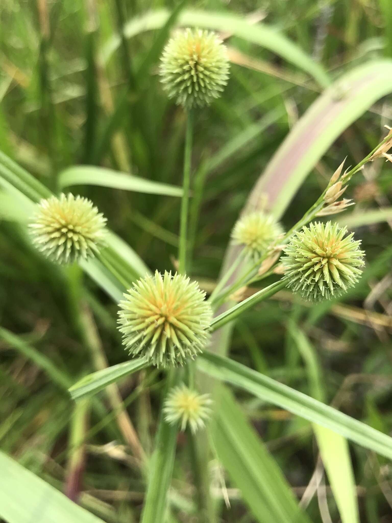 Image of globe flatsedge