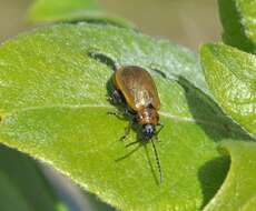 Image of <i>Lochmaea capreae</i>