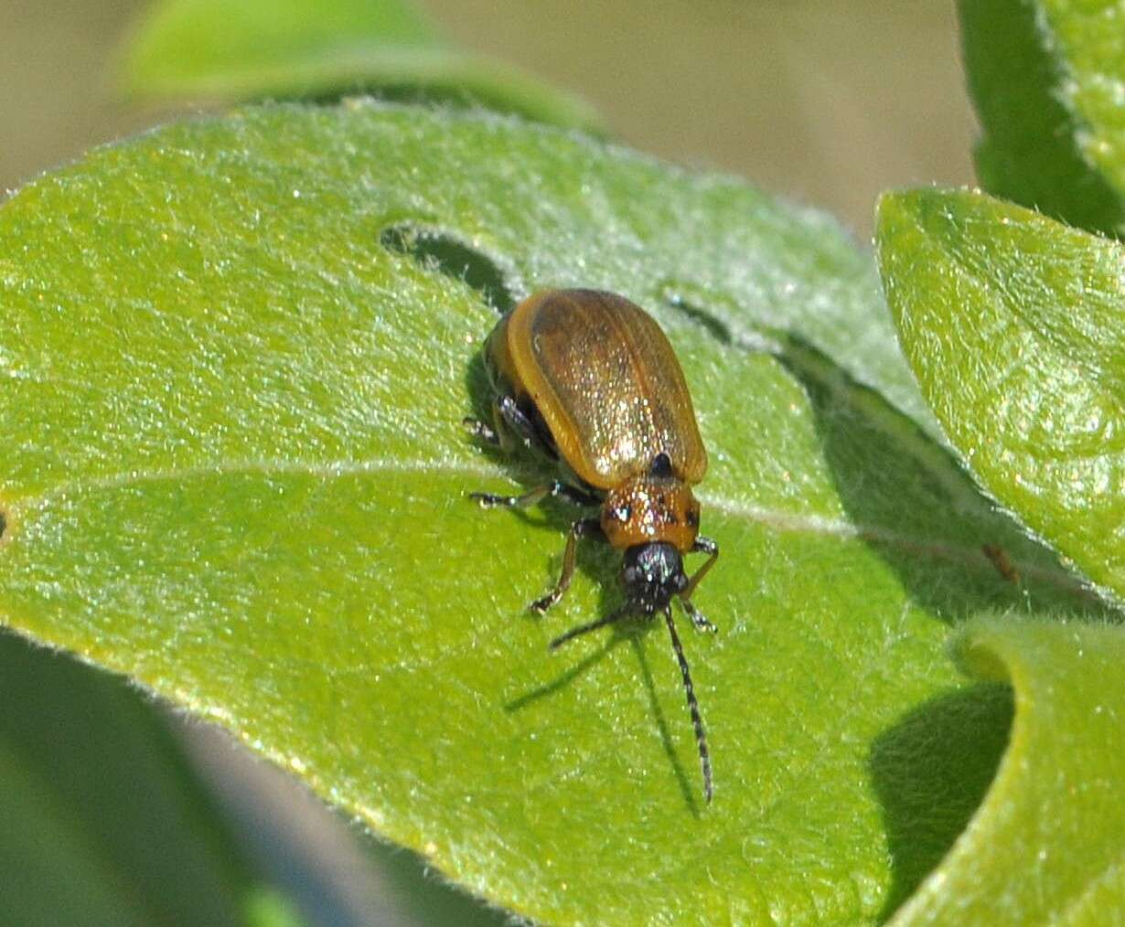 Image of <i>Lochmaea capreae</i>