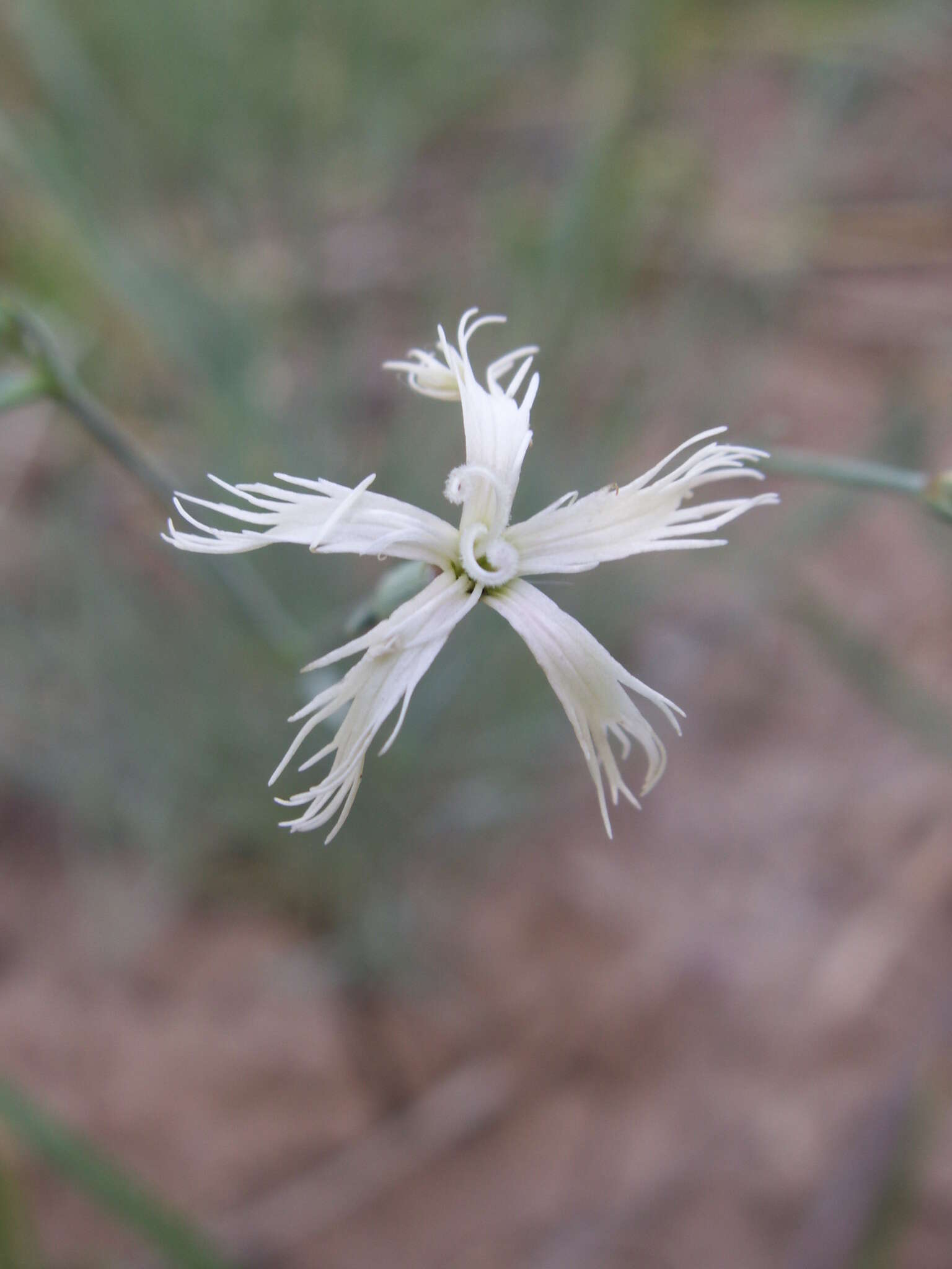 Image of Dianthus kuschakewiczii Regel & Schmalh.