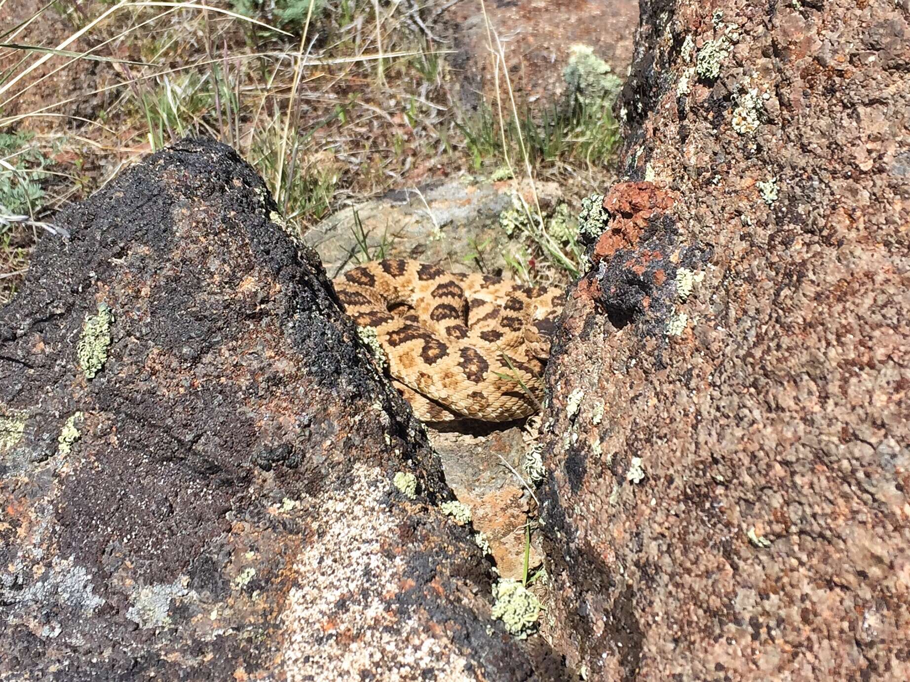 Image of Crotalus oreganus lutosus Klauber 1930