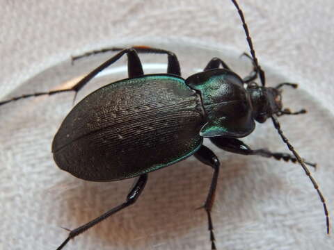 Image of Carabus (Oreocarabus) luetgensi Beuthin 1886