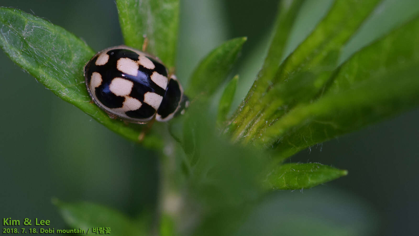 Image of Propylea japonica (Thunberg 1781)