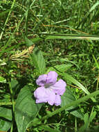 Image of Carolina wild petunia