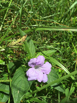 Imagem de Ruellia caroliniensis (J. F. Gmel.) Steud.