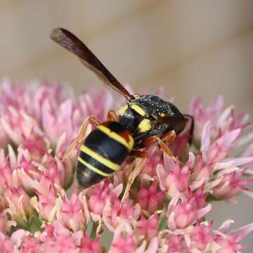 Image de Euodynerus annulatus arvensis (de Saussure 1869)