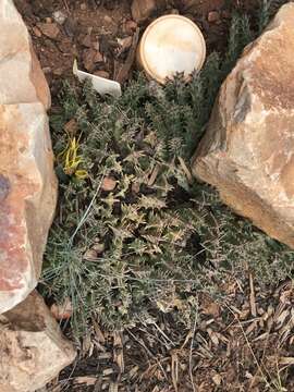 Image of Ceropegia lutea (N. E. Br.) Bruyns