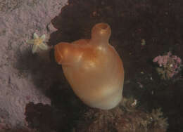 Image of sea peach